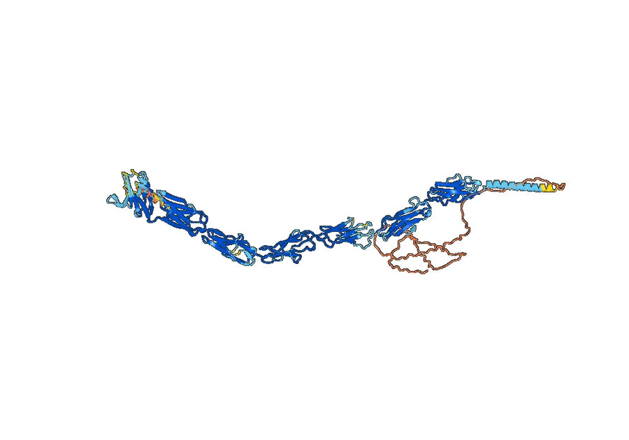 Inotuzumab Biosimilar - Anti-CD22 mAb - Research Grade
