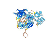 Interferon-induced helicase C domain-containing protein 1 (IFIH1)