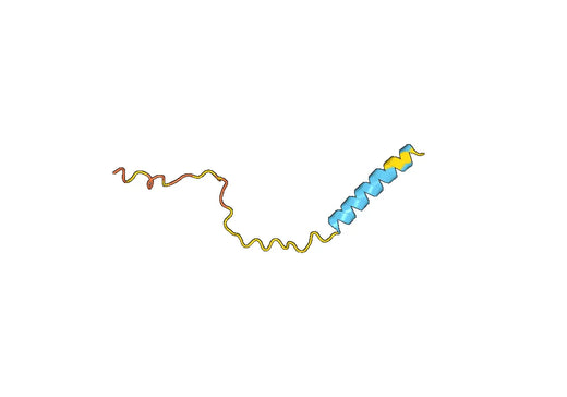 Interferon-induced transmembrane protein 1(IFITM1)