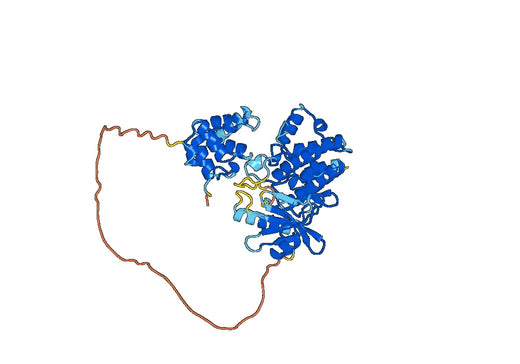 Interleukin-1 receptor-associated kinase 4（Irak4）