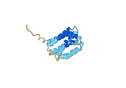 Interleukin-10 recombinant protein