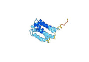 Interleukin-10（IL10）