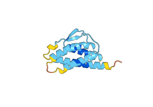 Interleukin-2（Il2）