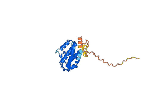 Interleukin-34(Il34)