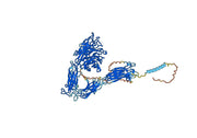 Intetumumab Biosimilar - Anti-ITGAV_ITGB3 mAb - Research Grade