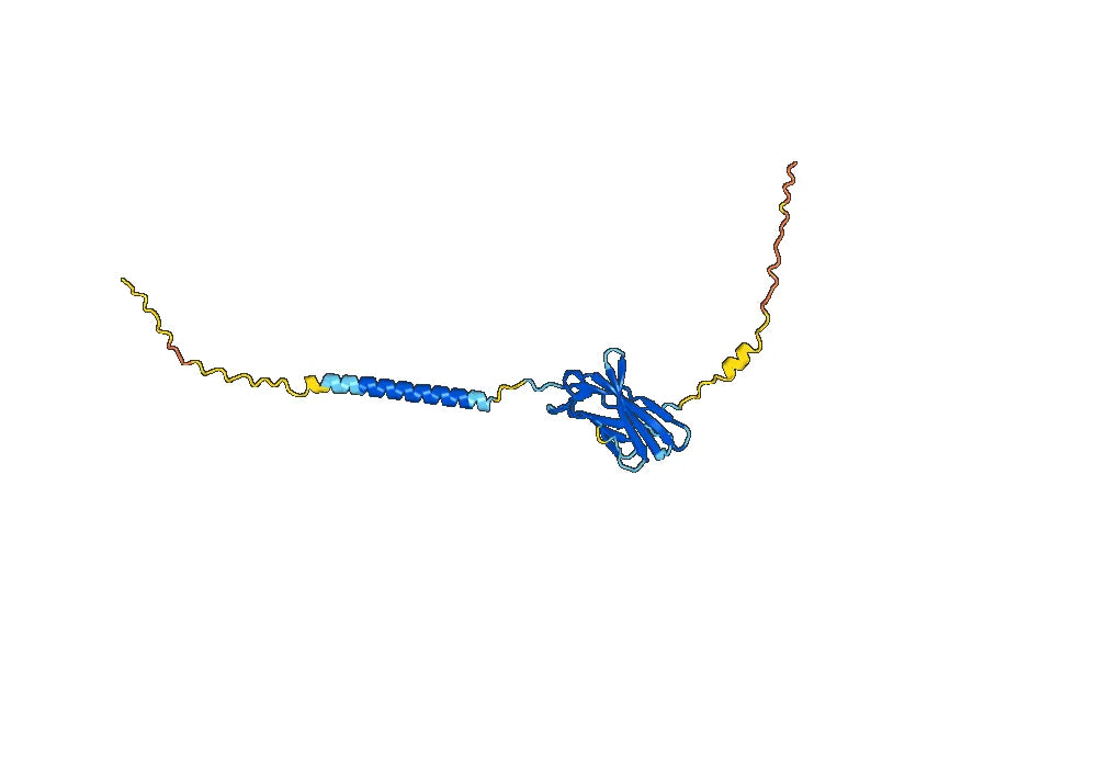 Ipilimumab Biosimilar - Anti-CTLA-4 mAb - Research Grade