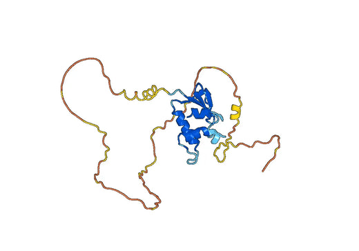 IRF1, N-His, recombinant protein