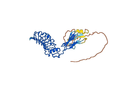 ISLR, N-His, recombinant protein