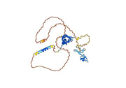 Ivonescimab Biosimilar - Anti-VEGF & PD1 mAb - Research Grade