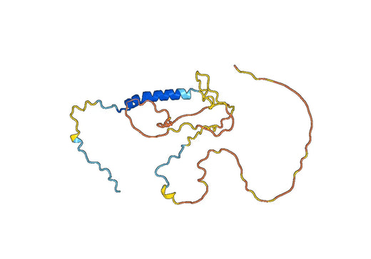 KAT8 regulatory NSL complex subunit 1(Kansl1)