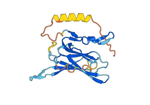 KCNJ10, N-His, recombinant protein