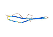 Keratin, type I cytoskeletal 19(KRT19)