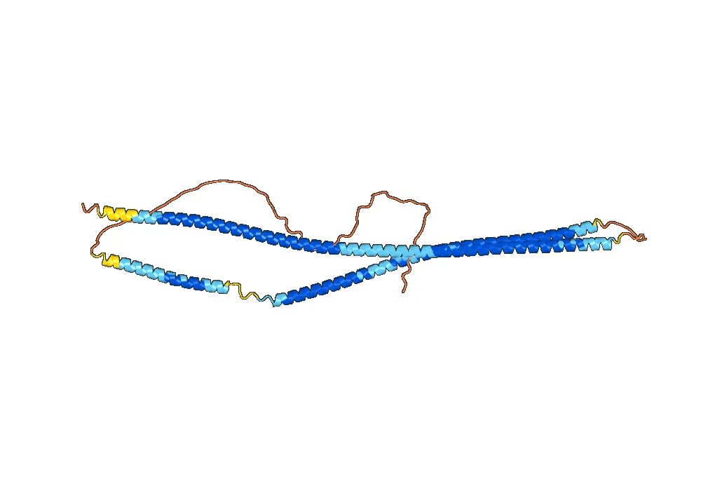 Keratin, type I cytoskeletal 19(KRT19)
