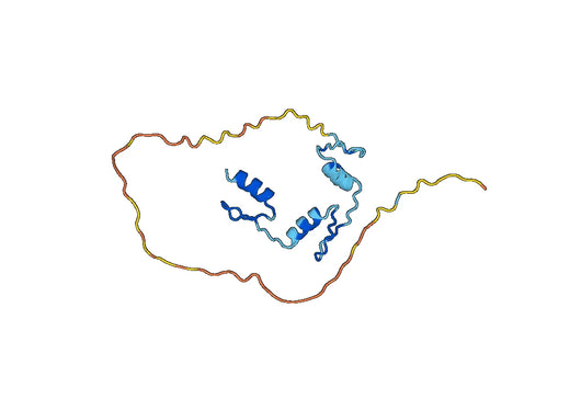 KLF4, N-His, recombinant protein
