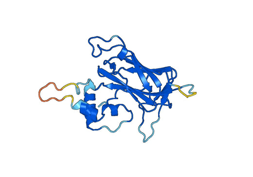 LAMB1, N-His, recombinant protein
