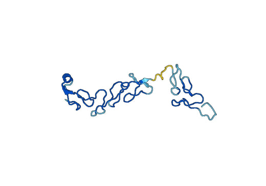 LAMC2, N-His, recombinant protein