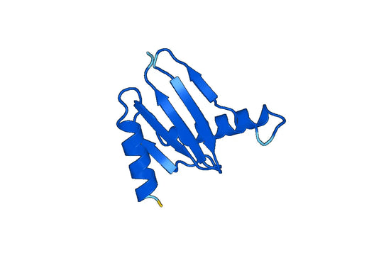 LAMTOR5, N-His, recombinant protein