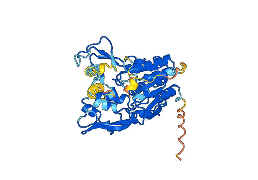 LCAT, N-His, recombinant protein