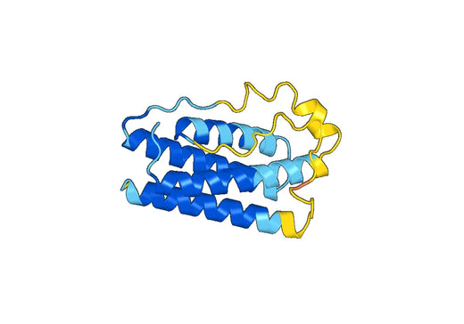LEP, N-His, recombinant protein