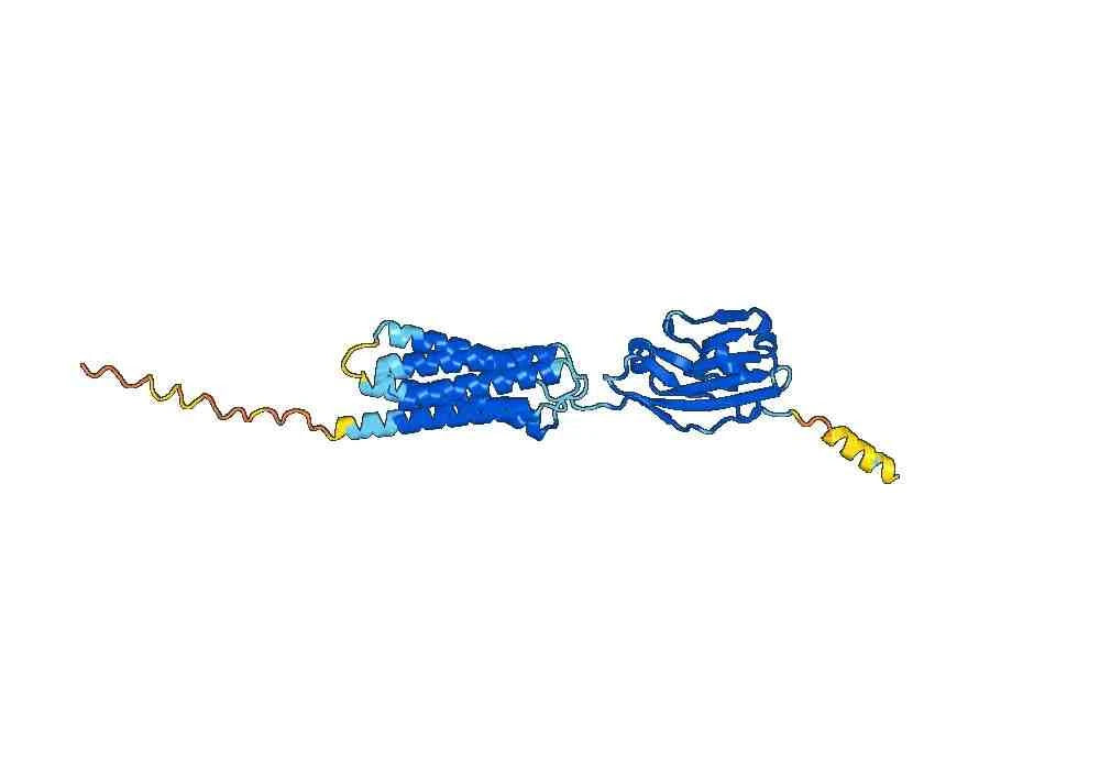 Letaplimab Biosimilar – Anti-CD47 mAb – Research Grade