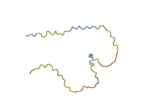 Lipolysis-stimulated lipoprotein receptor(LSR)