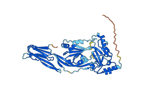 Listeriolysin O(hly)