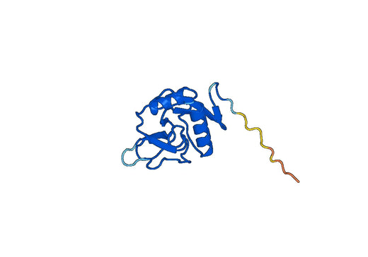 Lithostathine-1-beta(REG1B)