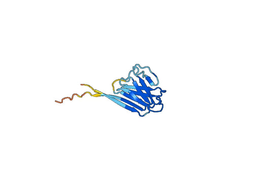 LMNB1, N-His, recombinant protein
