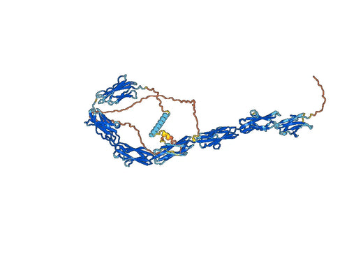 Lorvotuzumab ELISA Kit