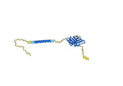 Lulizumab Biosimilar - Anti-CD28 mAb - Research Grade