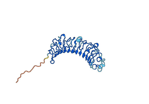 LUM / Lumican, N-His, recombinant protein