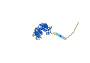 Lumrotatug Biosimilar - Anti-Cyclic ADP-ribose hydrolase 1 mAb - Research Grade