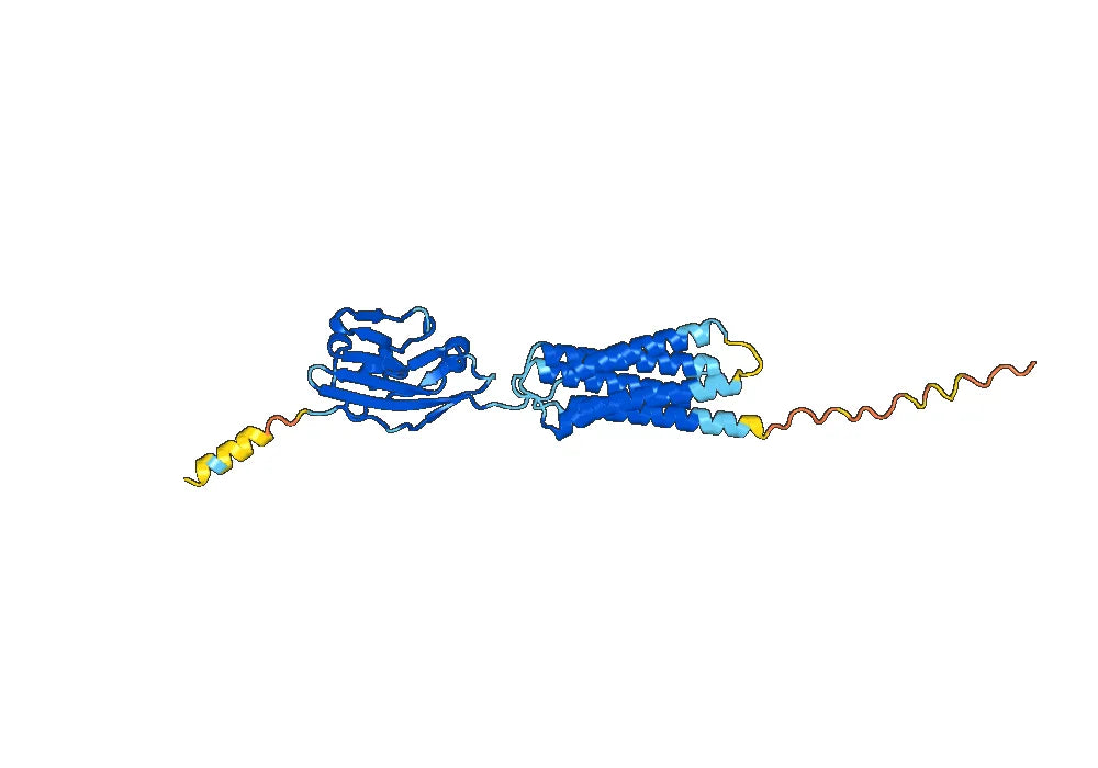 Magrolimab Biosimilar - Anti-CD47 mAb - Research Grade