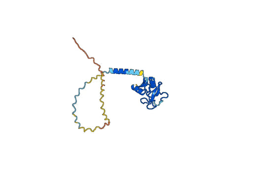 Mannose-binding protein C