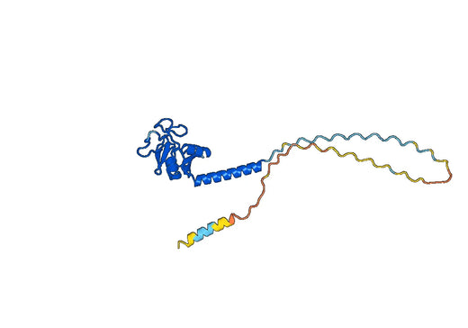 Mannose-binding protein C(Mbl2)