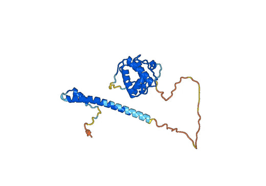 MAPRE1, N-His, recombinant protein