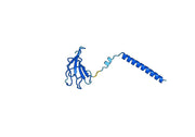 Maslimomab Biosimilar - Anti-T cell receptor mAb - Research Grade