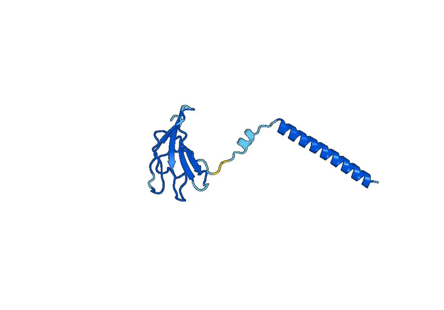 Maslimomab Biosimilar - Anti-T cell receptor mAb - Research Grade