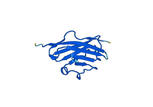 MOG, N-His, recombinant protein