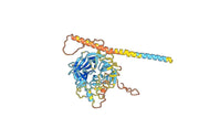 Mojiang virus MojV G recombinant protein