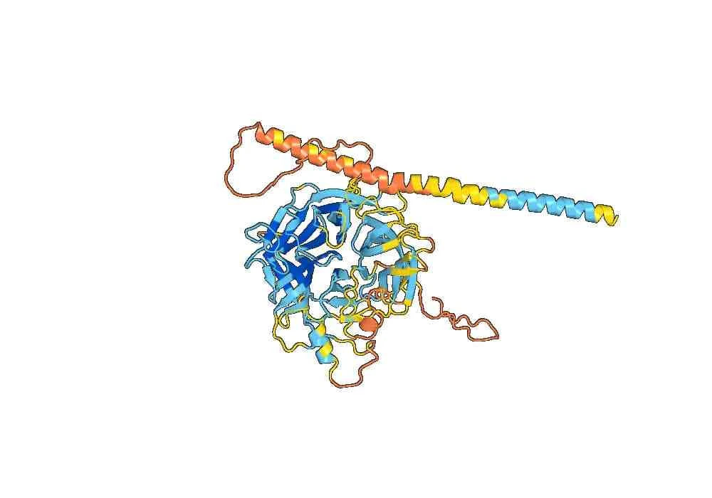 Mojiang virus MojV G recombinant protein