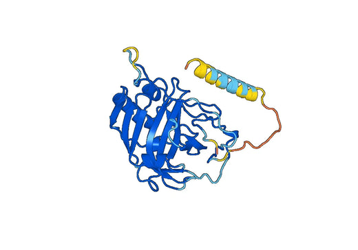 Monkeypox virus/MPXV E8L Recombinant Protein, N-His