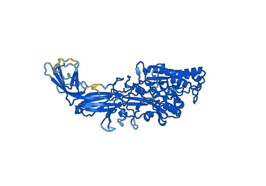 Mouse Arginine deiminase type-4 Recombinant Protein
