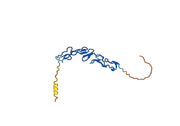 Mouse CD137 recombinant protein