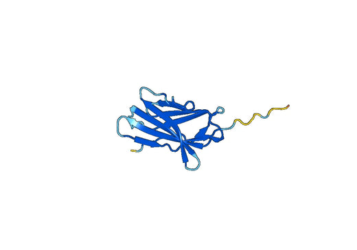 Mouse CD152 recombinant protein