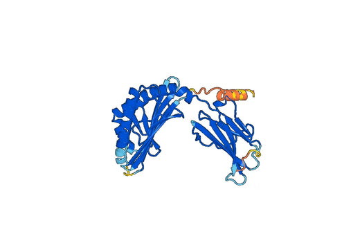 Mouse CD1d recombinant protein