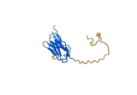 Mouse CD8A recombinant protein