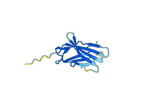 Mouse CTLA-4 recombinant protein