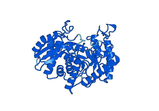 Mouse ENO1 Recombinant Protein