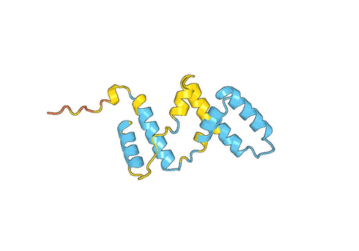 Mouse IFN gamma recombinant protein